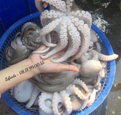 Bạch tuộc bao nhiêu tiền 1kg?